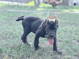 Black Great Dane puppy wearing a crown outdoors on green grass with tongue out.