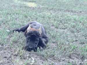 A black Cane Corso puppy wearing an orange harness lies playfully in a grassy field.
