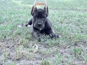 A young Great Dane puppy with cropped ears lies on green grass, showcasing its dark gray coat.