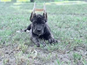 A gray Cane Corso puppy with antler headband lies on grass outdoors.