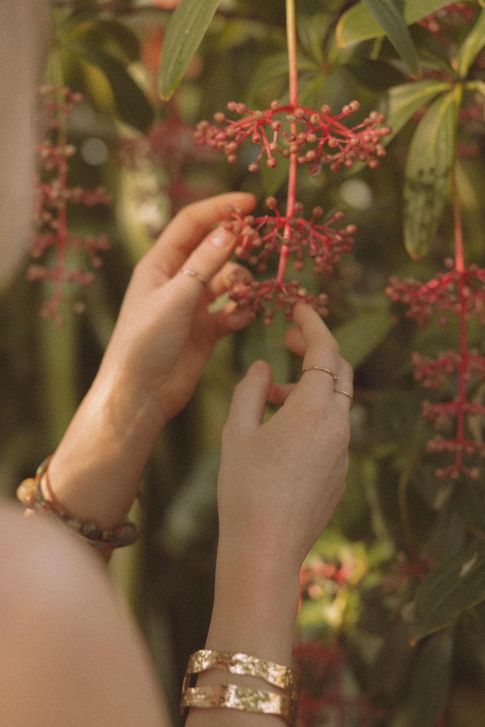 Hands adorned with delicate bracelets gently touch red berries on a plant branch in soft natural lighting.