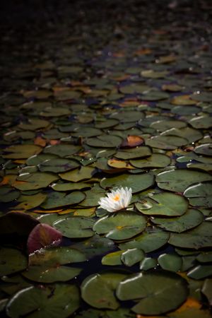 Water lily flower blooms in white against dark pond surface covered with circular lily pads.