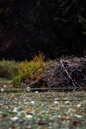 A pile of driftwood and branches sits near yellow wildflowers at the edge of a pond covered in fallen leaves.