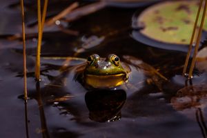 A green bullfrog pokes its head above dark water among lily pads and reeds at night.