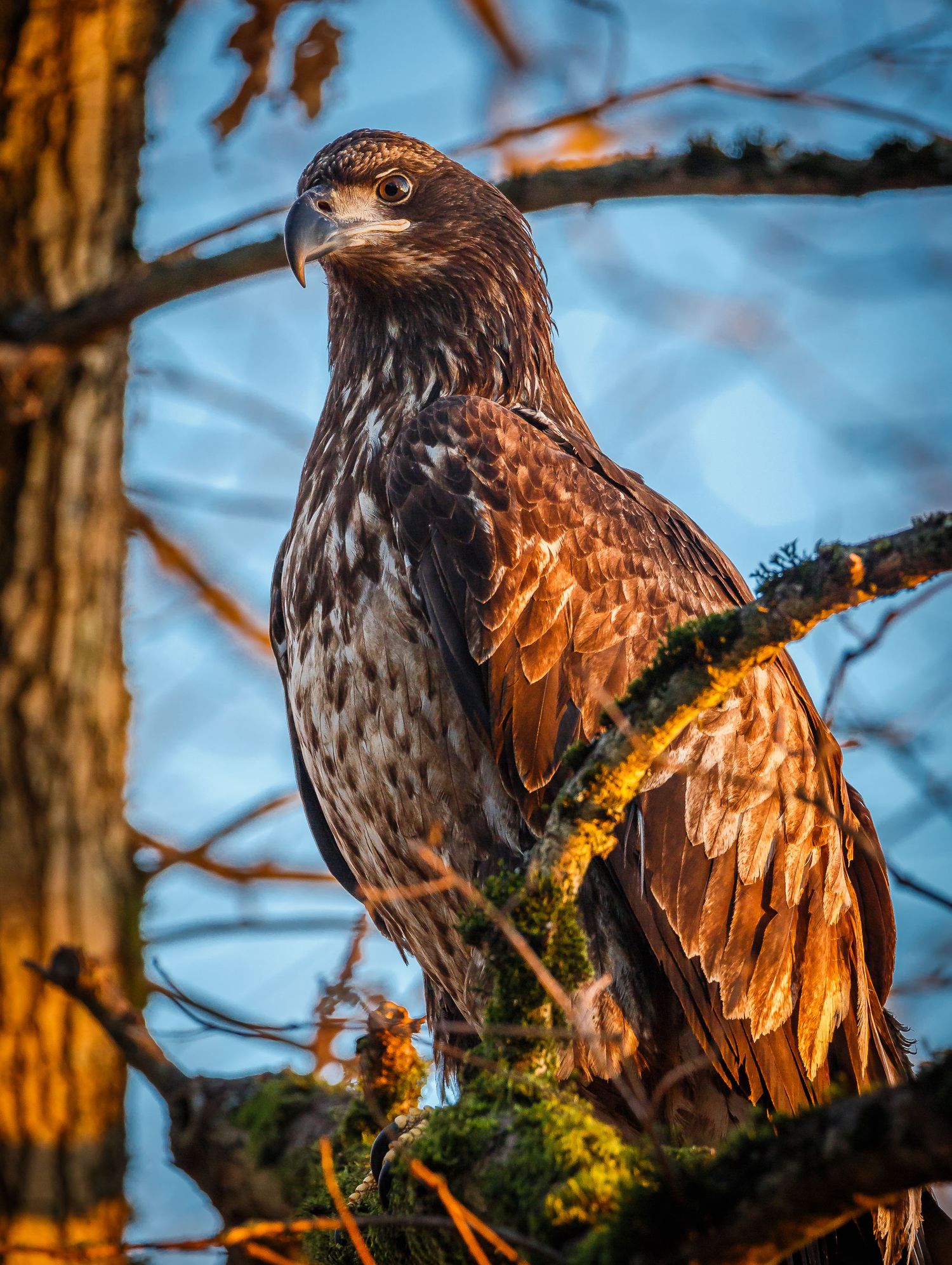 Bald Eagle