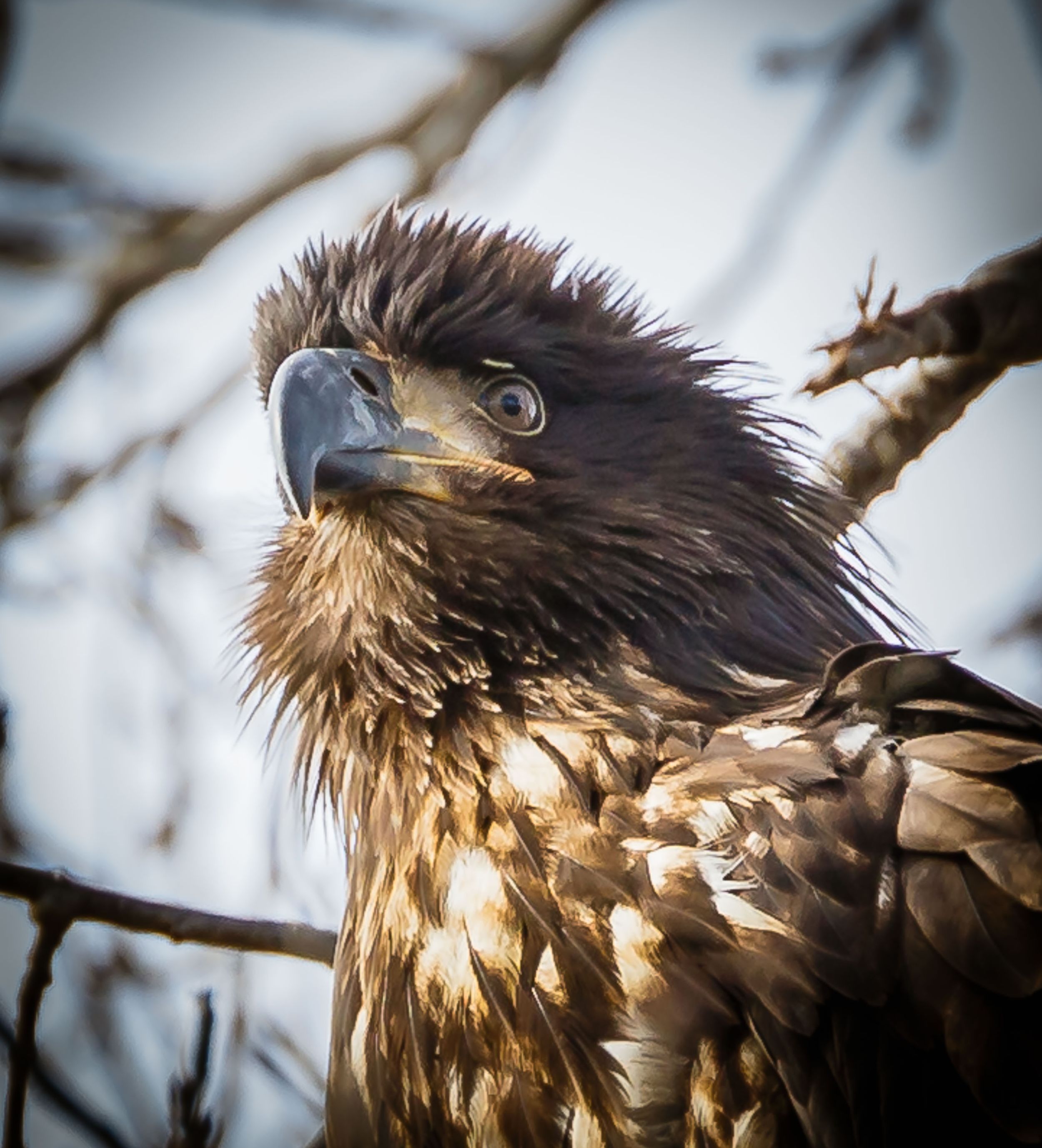 Bald Eagle