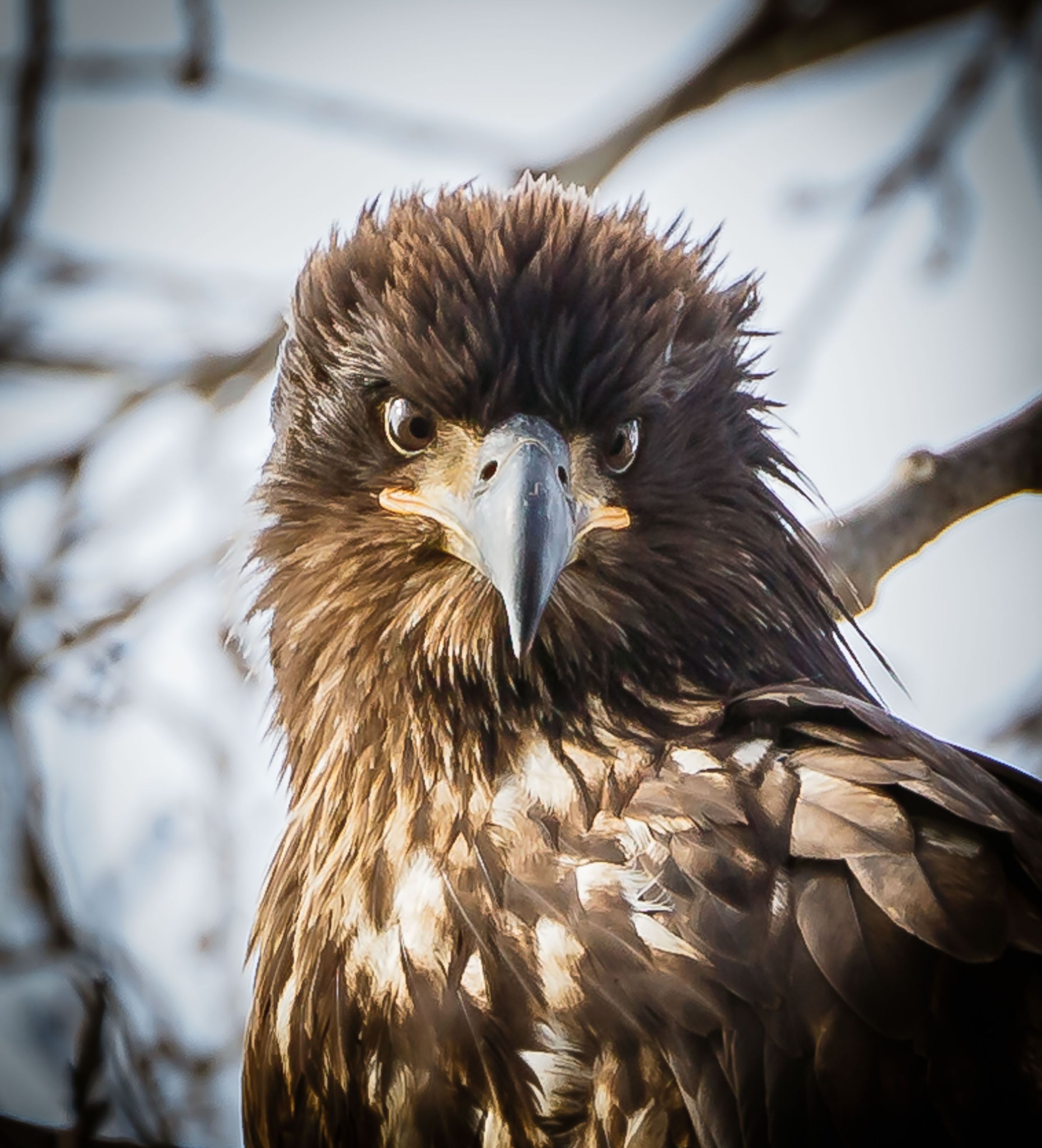 Bald Eagle