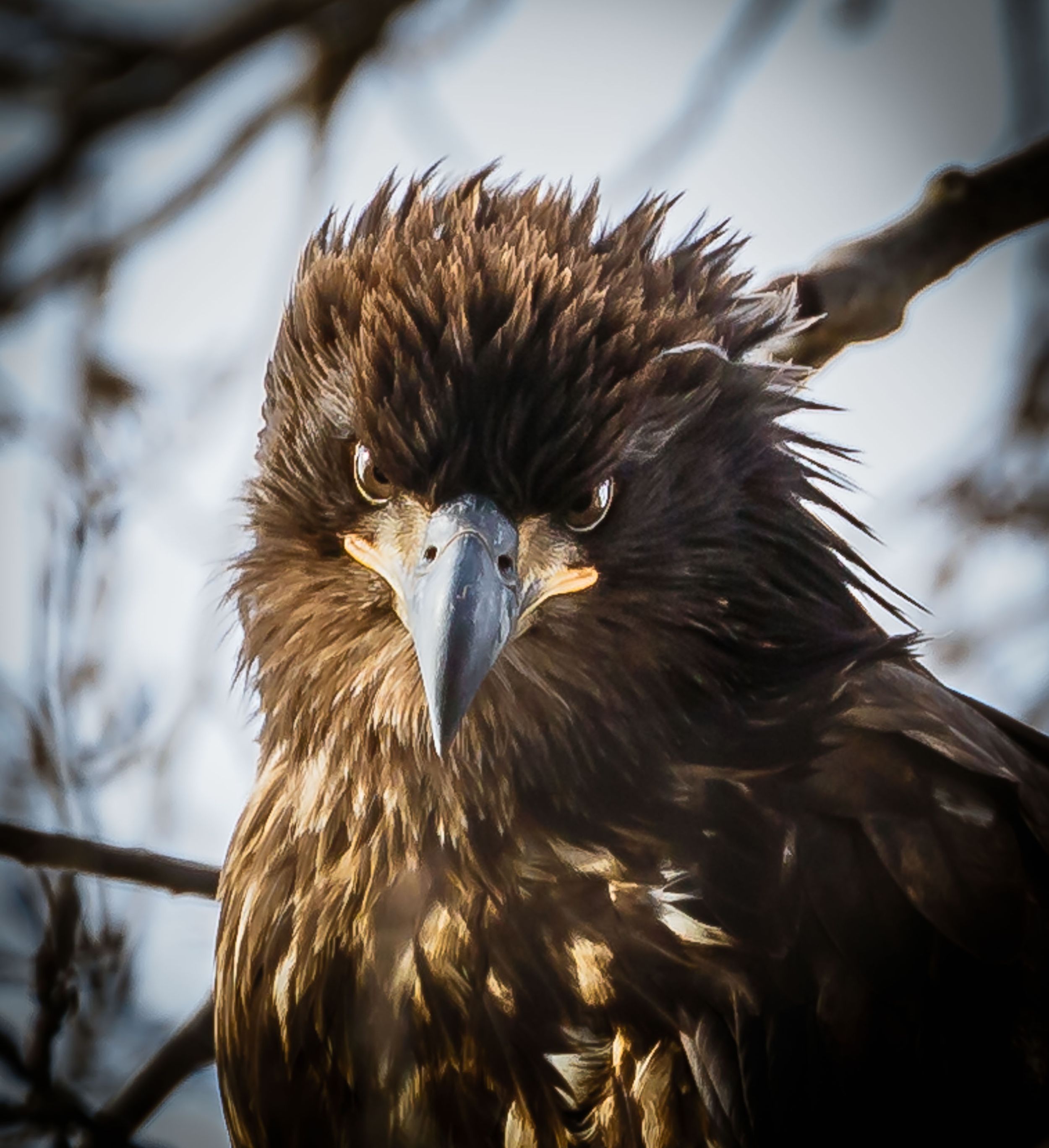 Bald Eagle