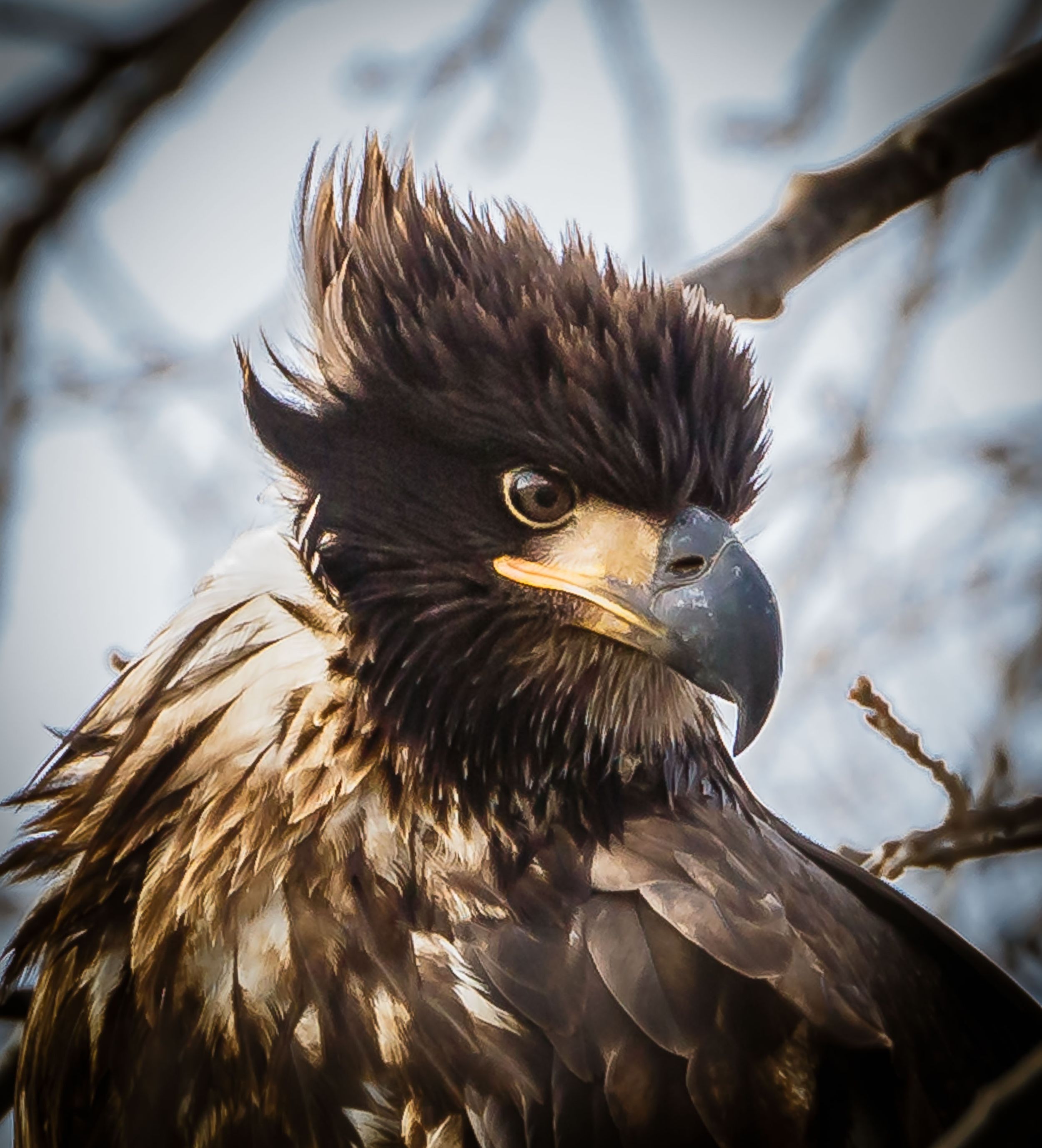 Bald Eagle
