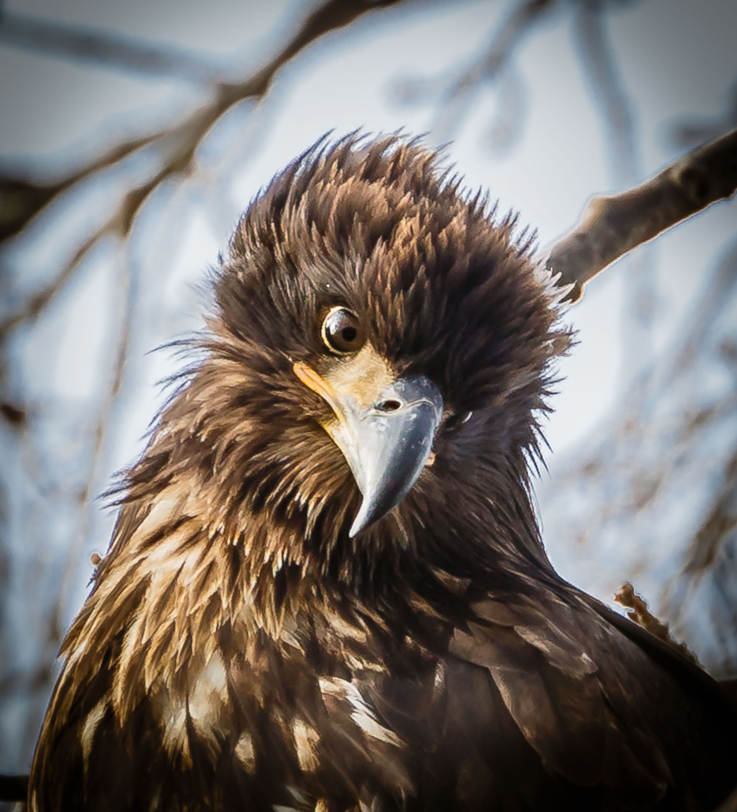 Bald Eagle
