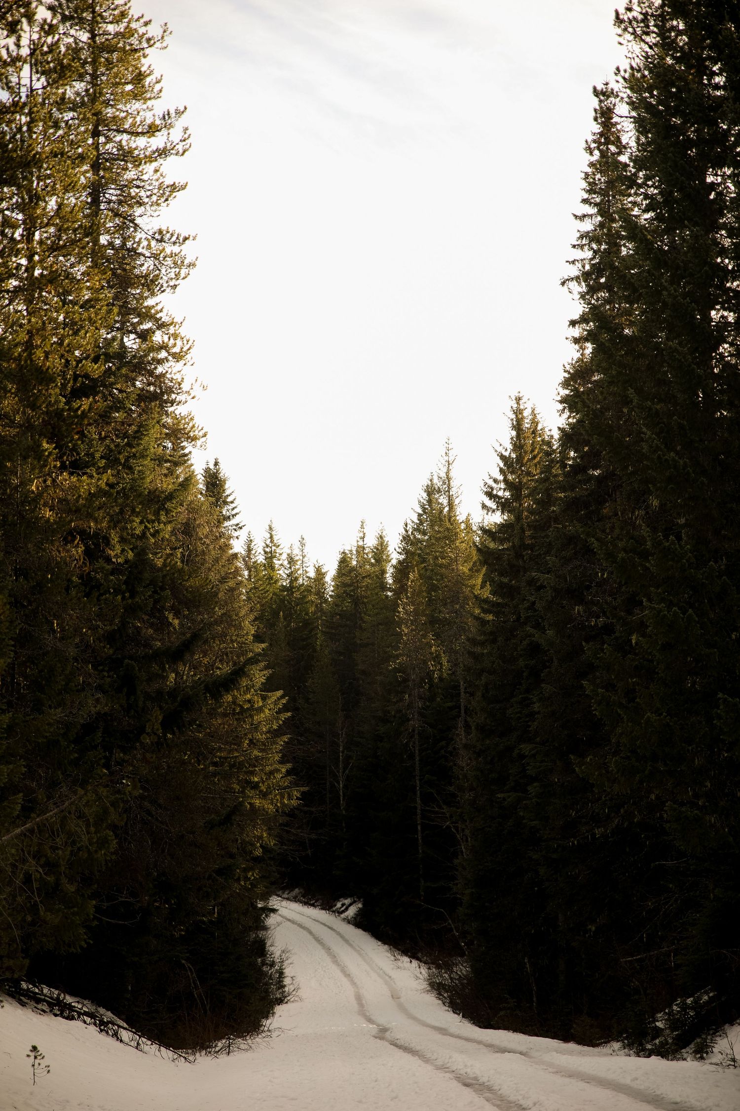 Snowy forest road winding through tall pine trees in winter.