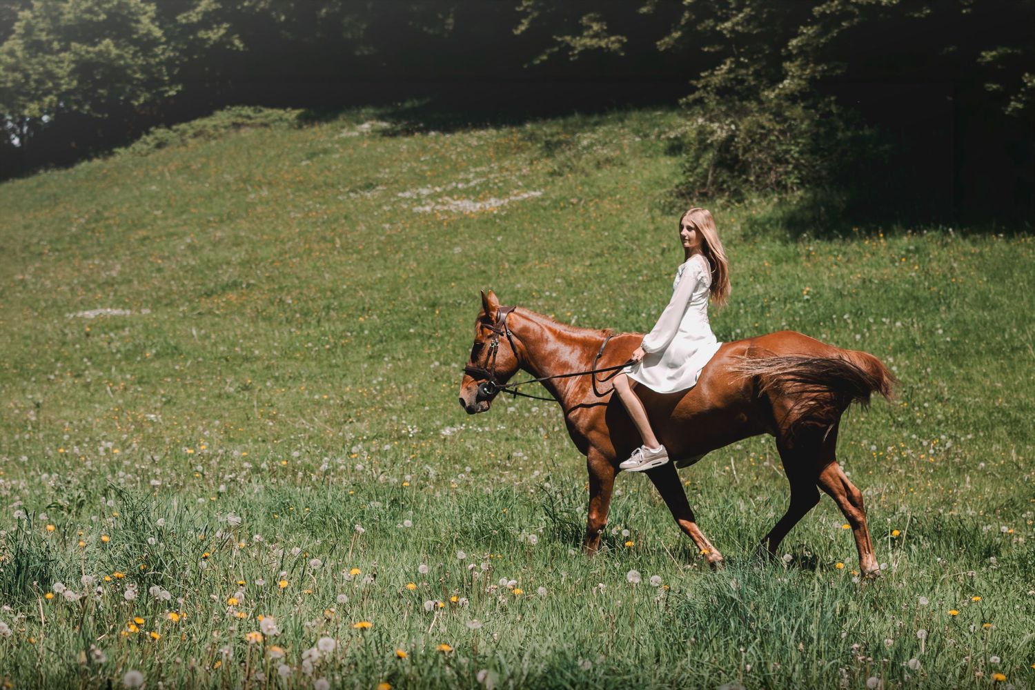 Fresia Visuals Equine