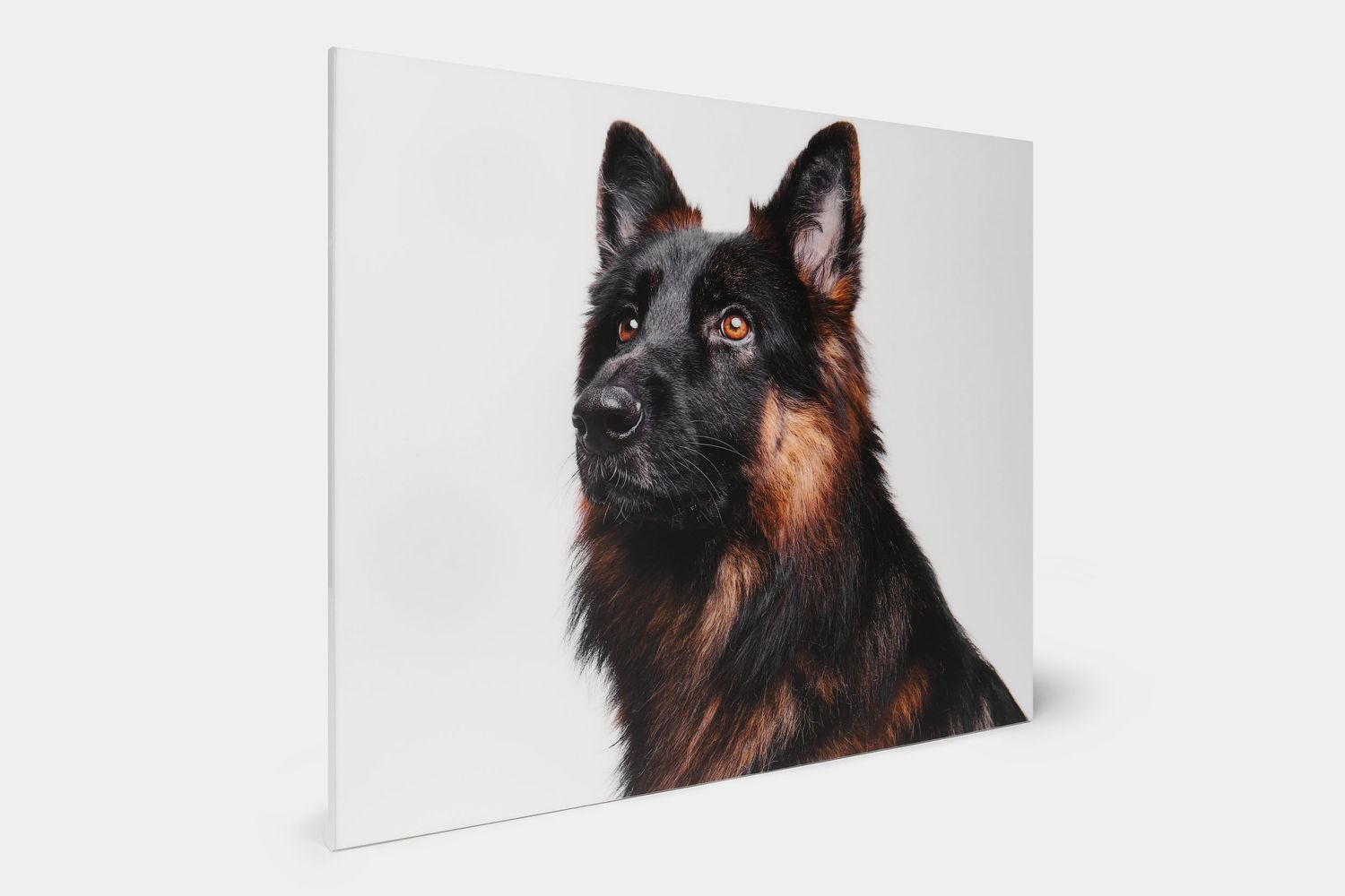 A German Shepherd with striking features gazes upward against a white background.