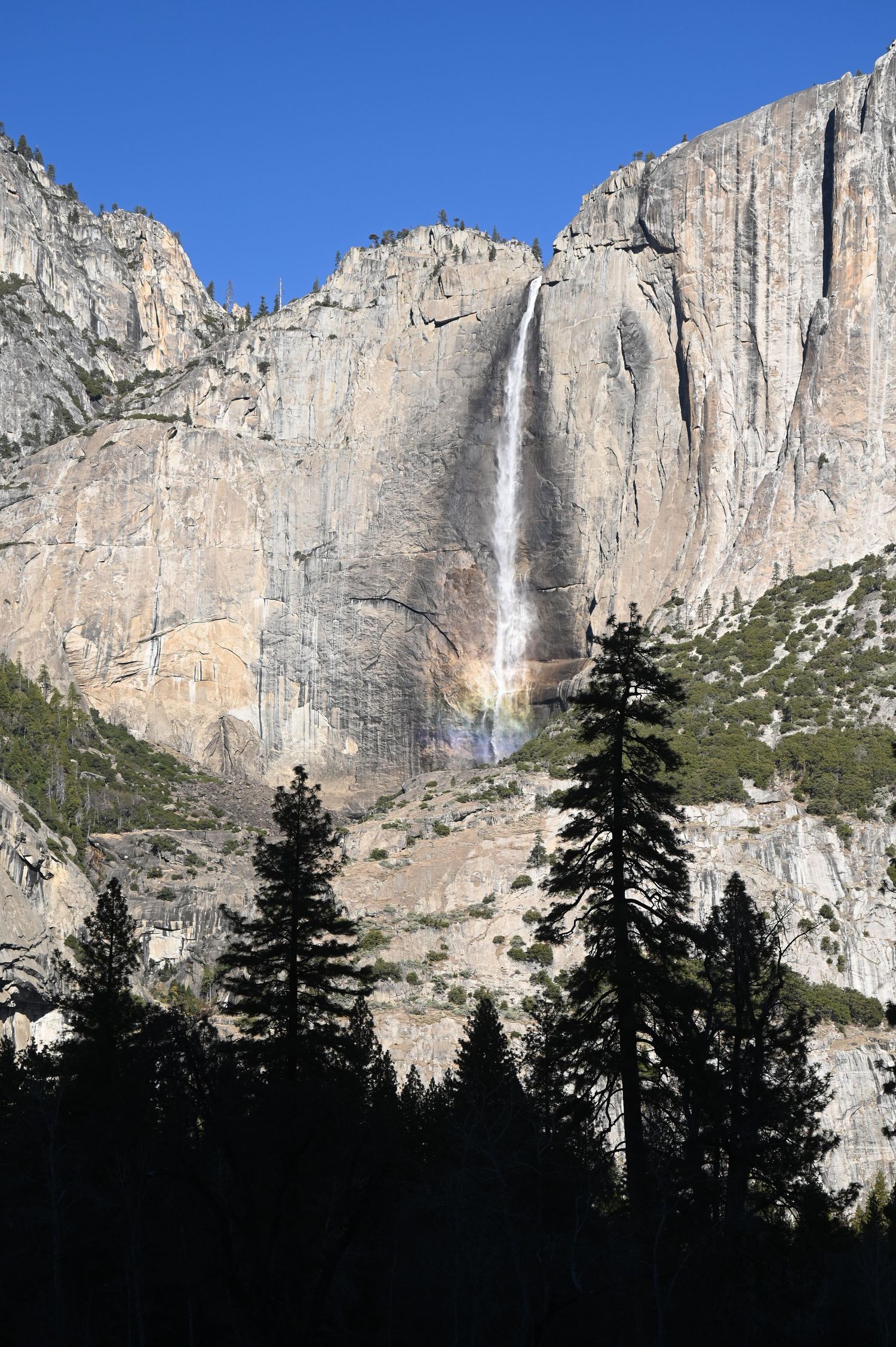 Panoramic view of Yosemite Falls cascading down massive granite cliffs with a rainbow and silhouetted pine trees in the foreground.