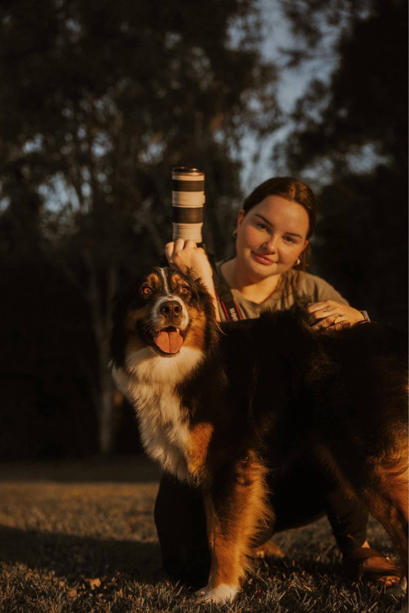 Australian shepherd dog sits in golden sunset light with companion on grassy field.