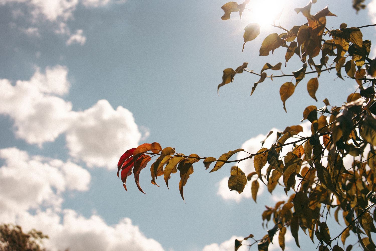 Autumn tree branch with colorful leaves against a bright blue sky with white clouds.