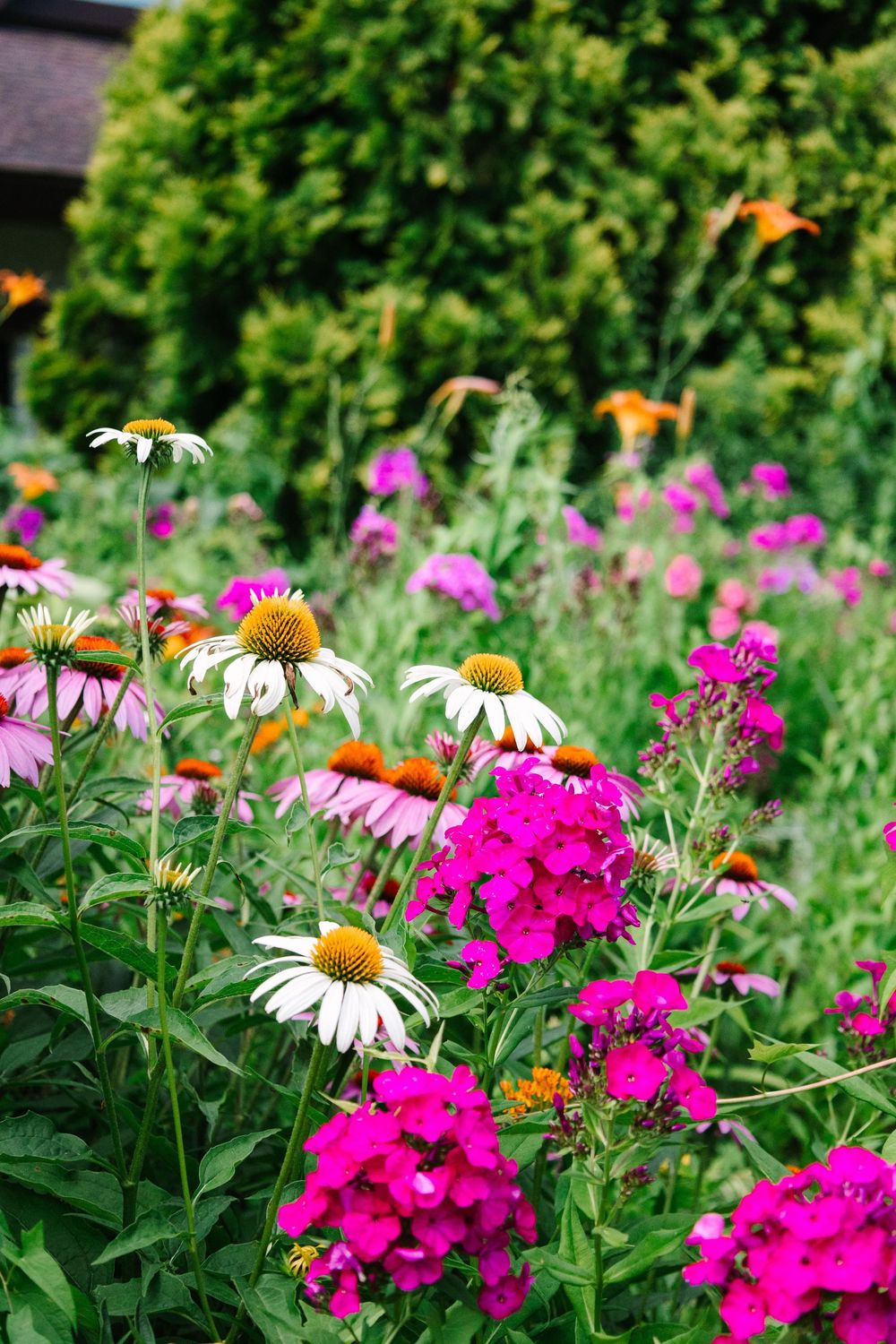 Vibrant garden with pink phlox flowers and white cone daisies in full summer bloom.