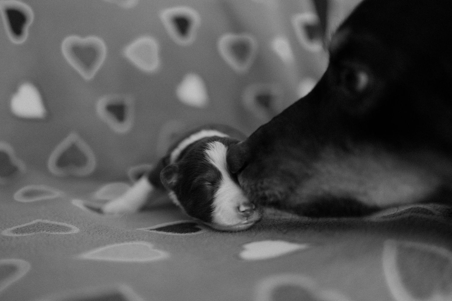 A black and white photo of a sleepy puppy and dog snuggled together on a heart-patterned blanket.