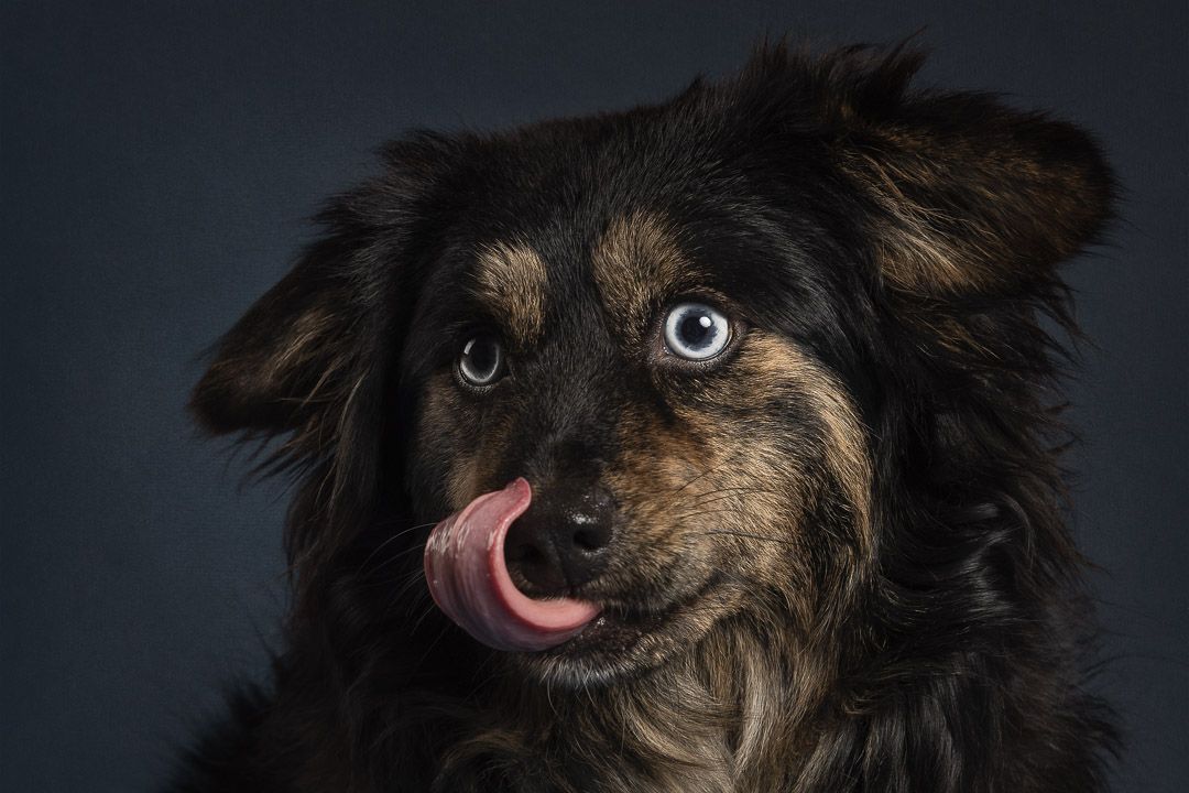 Fine-art hondenfotografie in de studio, portret van hond met rustige expressie