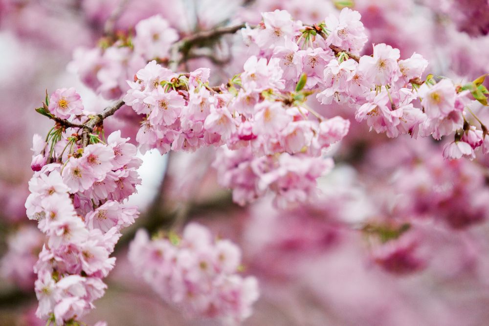 Delicate pink cherry blossoms blooming on tree branches in spring with soft blurred bokeh background.