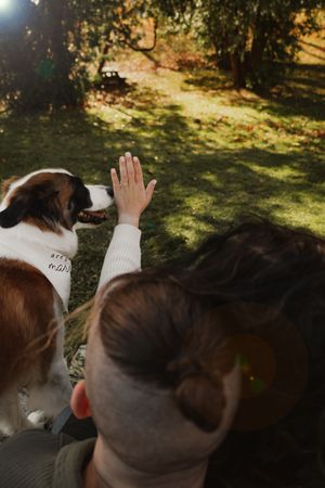 A sequence of images showing someone petting a brown and white dog in a sunlit outdoor setting.
