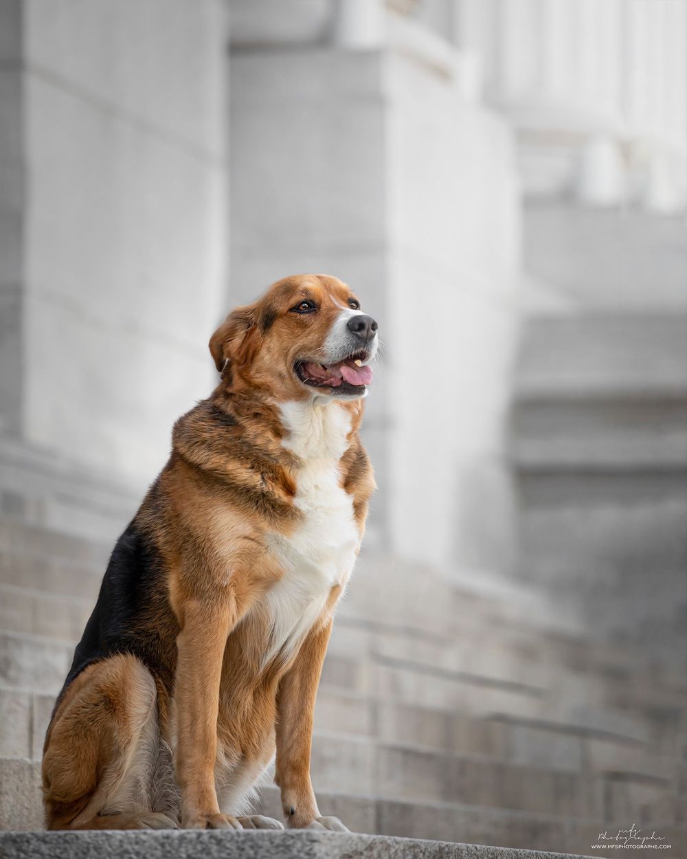 dog-portrait-photoshoot
senior-dog-photoshoot
rainbow-bridge-photoshoot