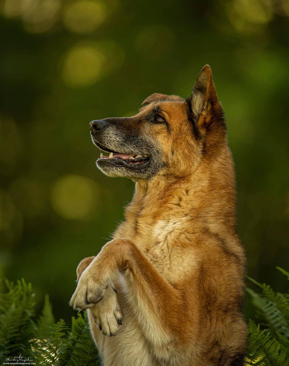 dog-portrait-photoshoot
senior-dog-photoshoot
rainbow-bridge-photoshoot