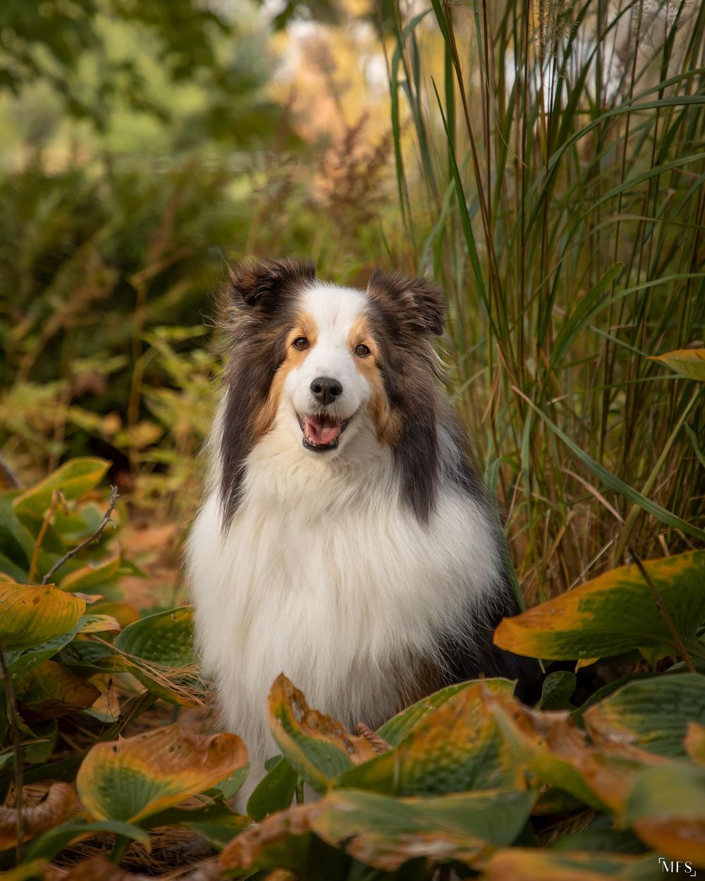dog-portrait-photoshoot
senior-dog-photoshoot
rainbow-bridge-photoshoot
