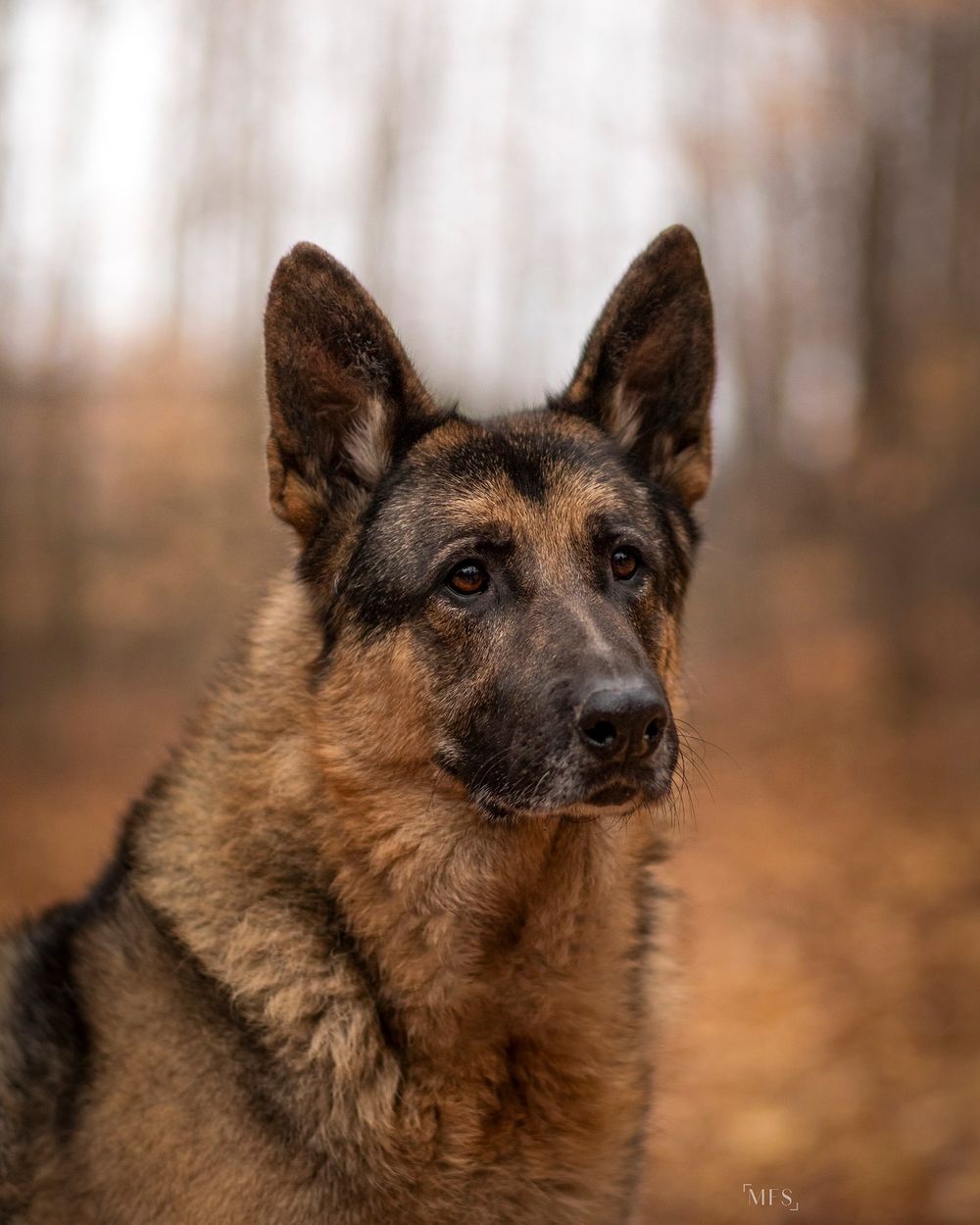 dog-portrait-photoshoot
senior-dog-photoshoot
rainbow-bridge-photoshoot
