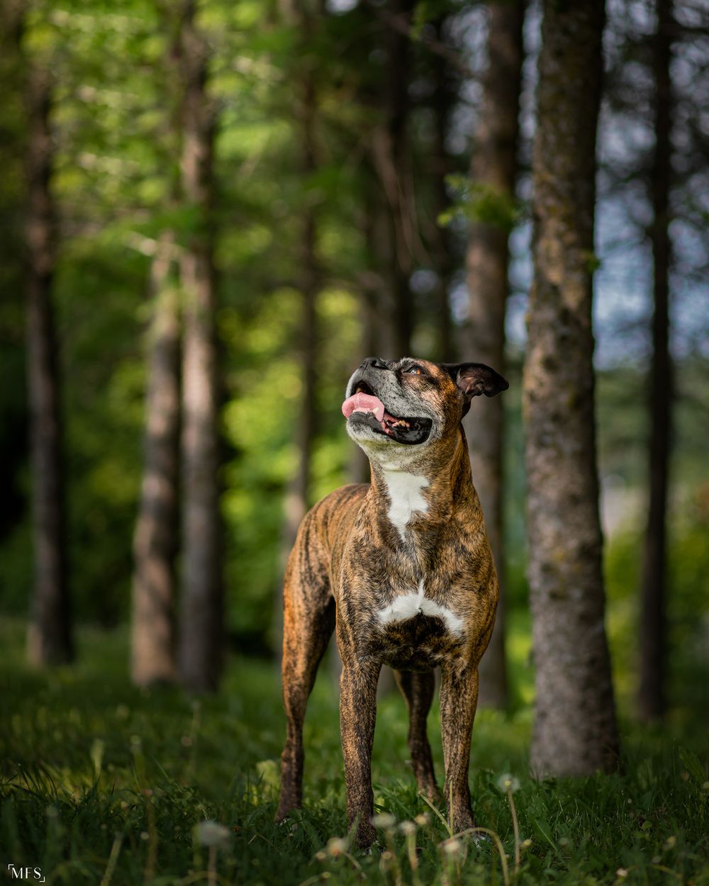 dog-portrait-photoshoot
senior-dog-photoshoot
rainbow-bridge-photoshoot