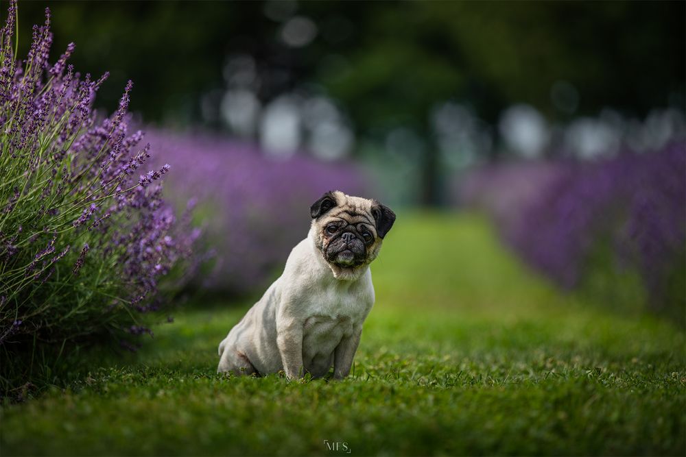 dog-portrait-photoshoot
dog-in-flowers-photoshoot