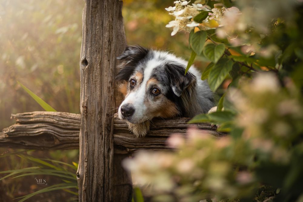 dog-portrait-photoshoot
senior-dog-photoshoot
rainbow-bridge-photoshoot