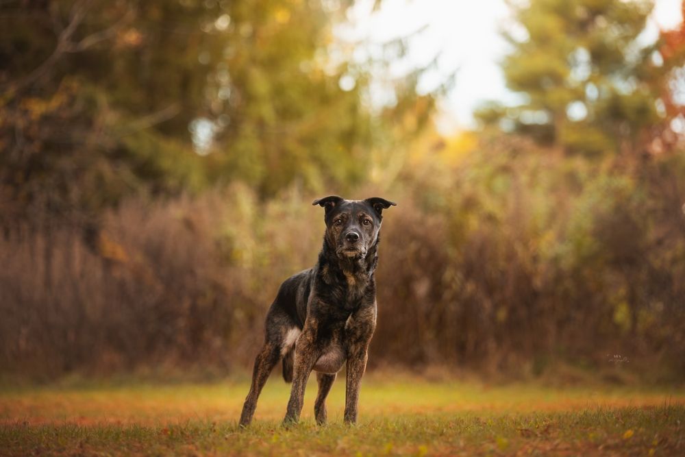 dog-portrait-photoshoot
senior-dog-photoshoot
rainbow-bridge-photoshoot