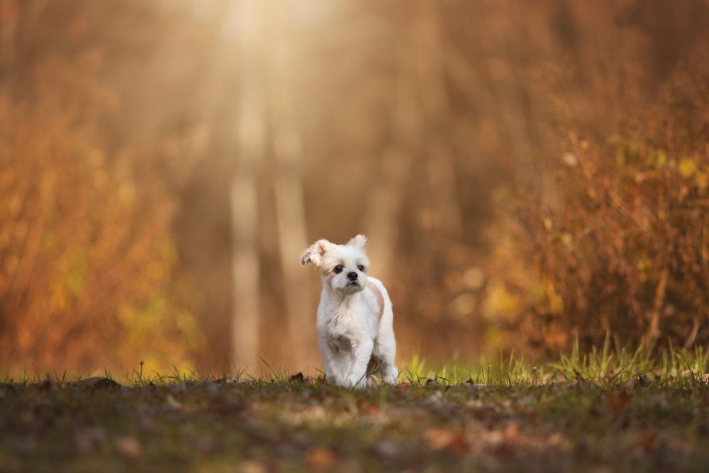dog-portrait-photoshoot
senior-dog-photoshoot
rainbow-bridge-photoshoot