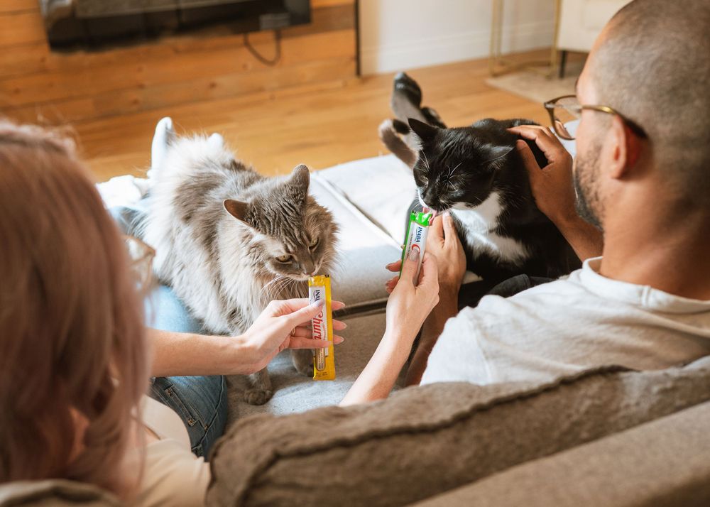 A person relaxes on a couch while petting a fluffy grey cat lounging beside them.