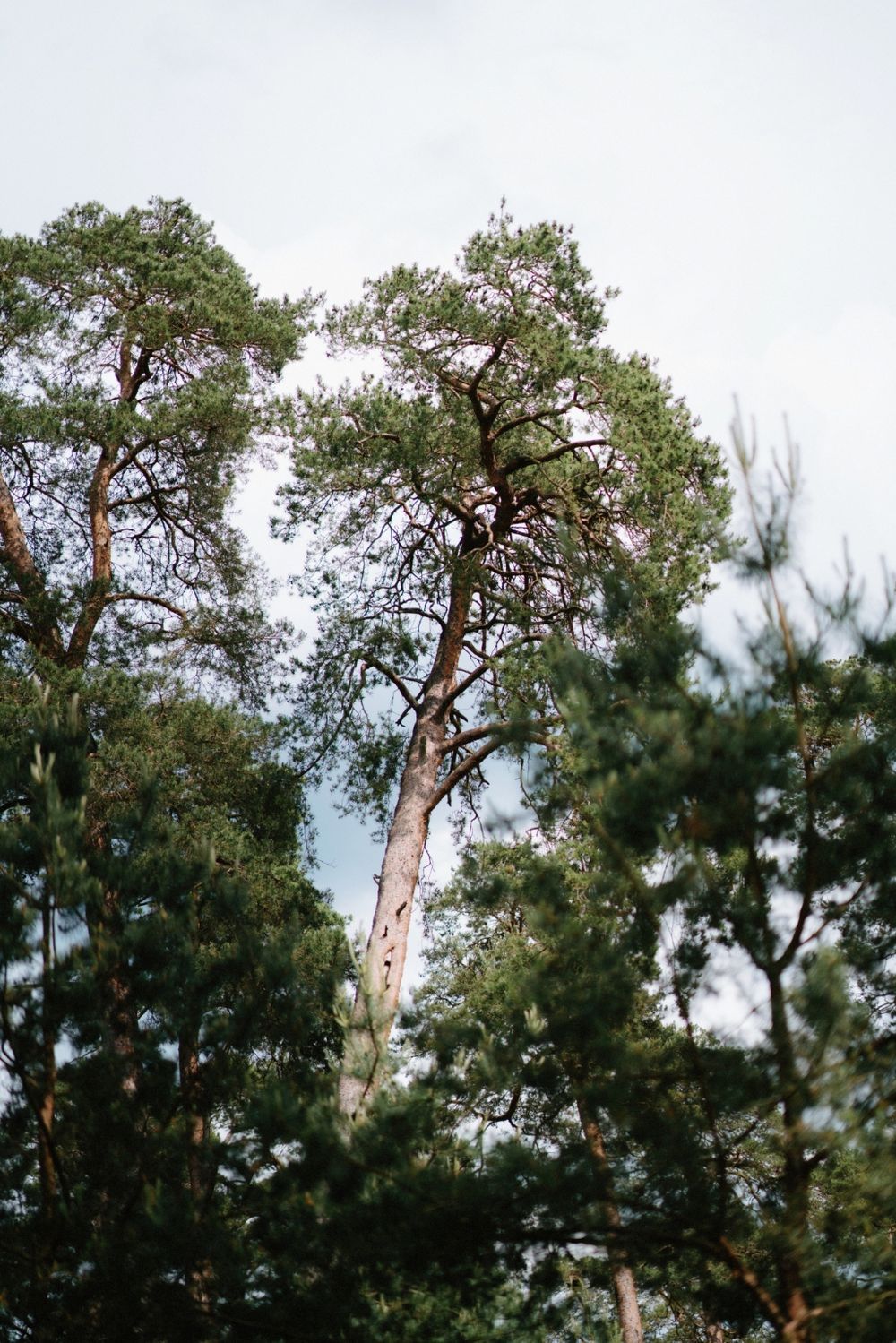 Tall pine trees against an overcast sky create a natural woodland canopy.