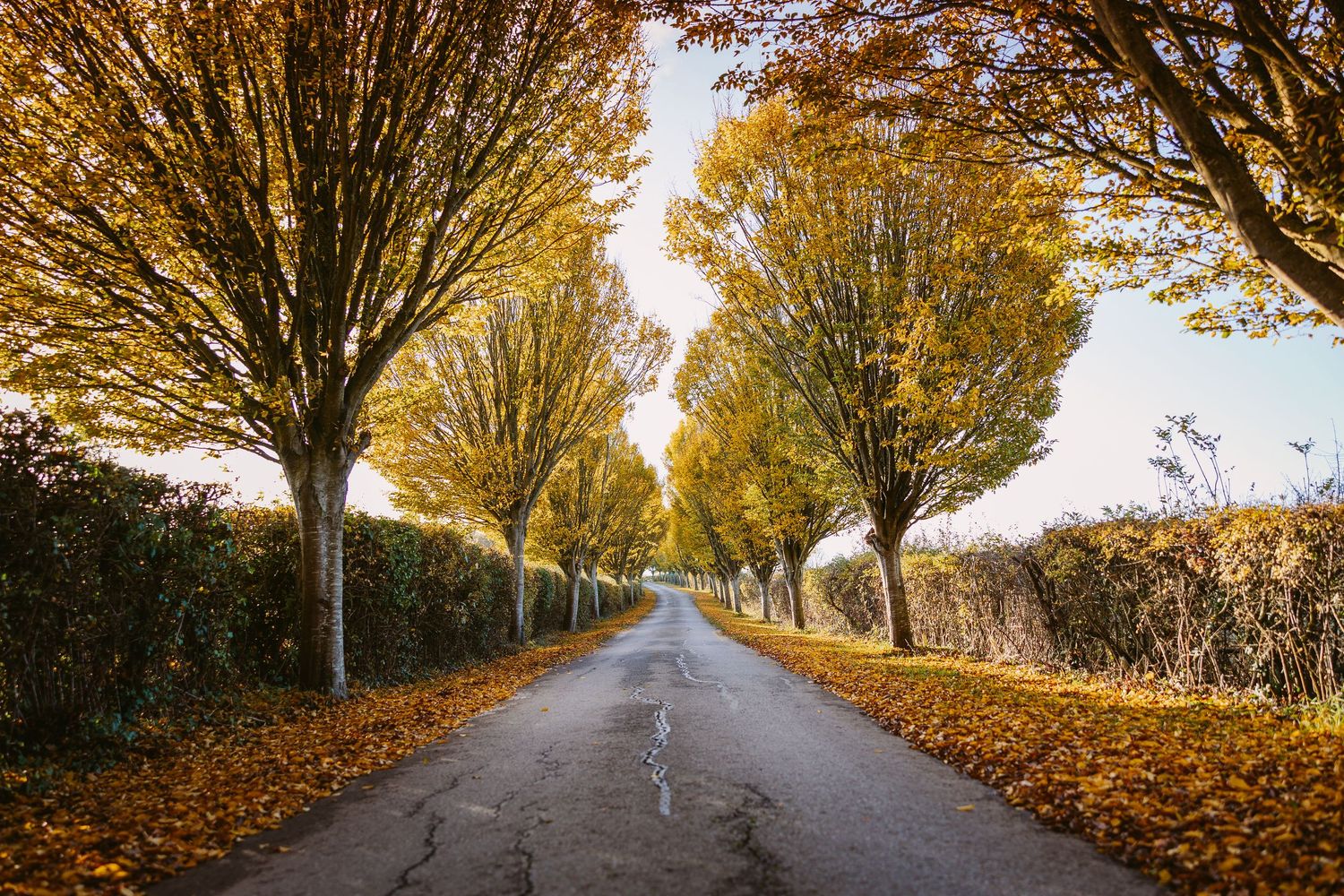 A scenic autumn road lined with golden trees and fallen leaves creates a peaceful rural pathway.