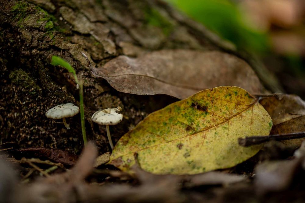 Close-up macro shots of autumn leaves and forest debris on dark soil showing natural decay and decomposition.
