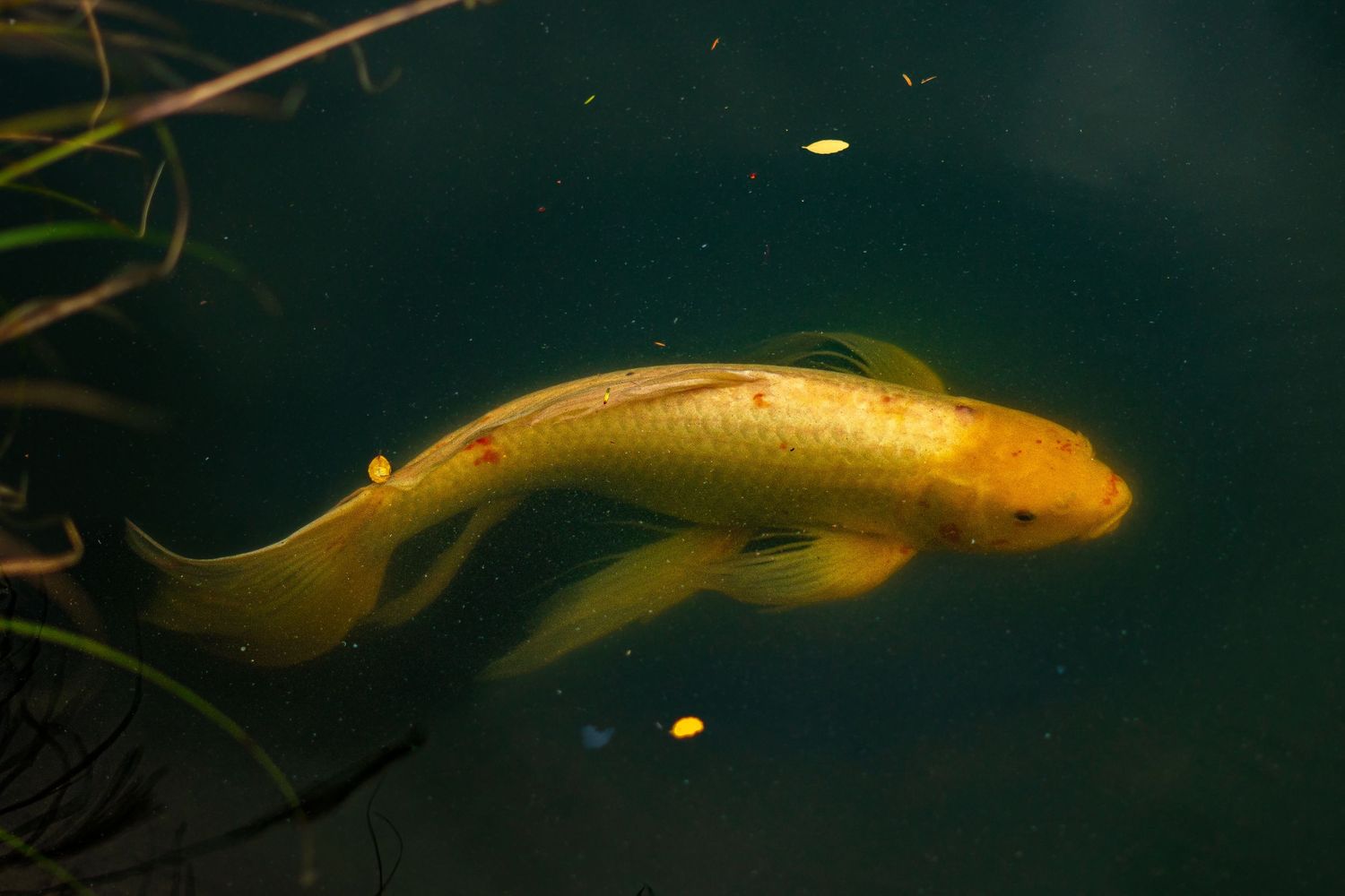 A golden koi fish swims gracefully in dark green pond water surrounded by underwater plants.