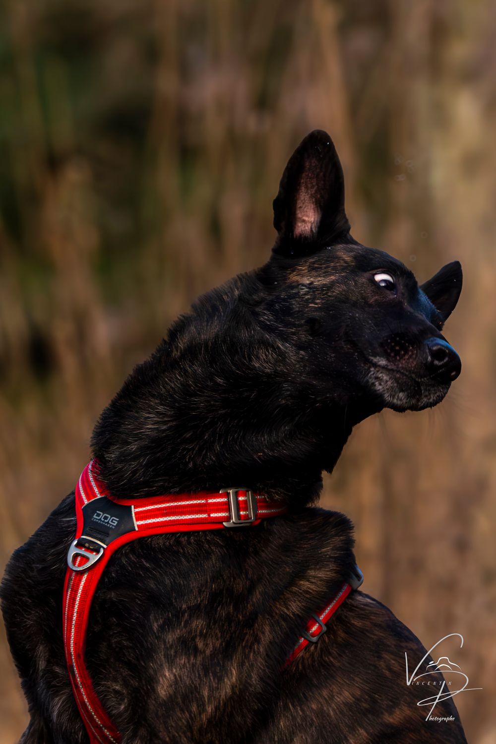 Black dog wearing a red harness photographed from behind against a natural background.