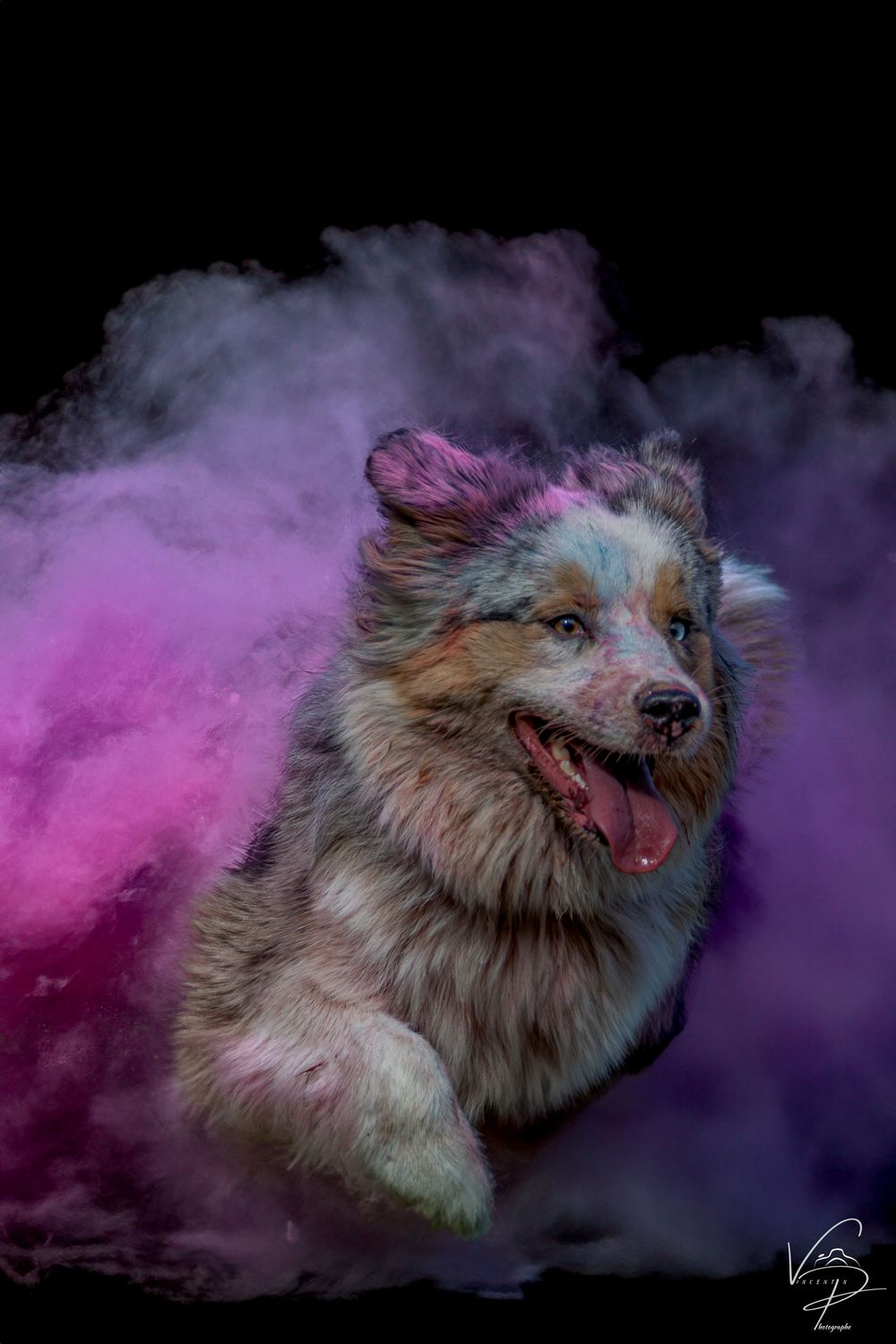 A fluffy Pomeranian dog plays in purple and pink smoke creating a dramatic and ethereal portrait series.