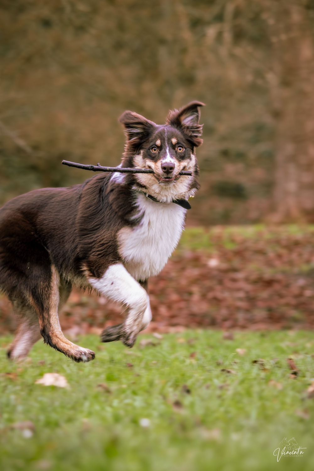 A brown and white dog running and leaping through fallen leaves in a sequence of action shots.