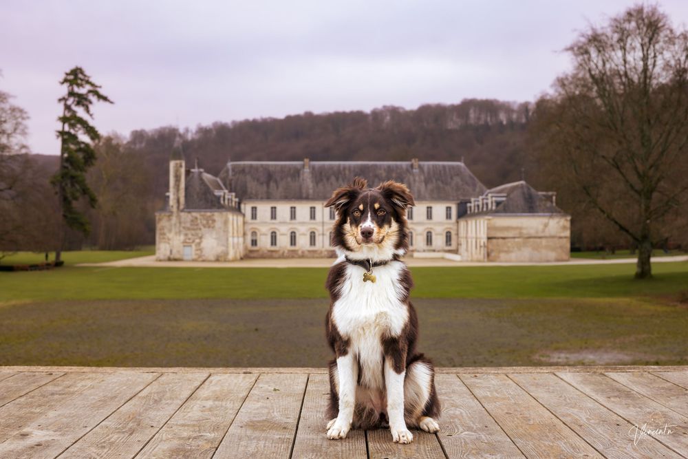 Two border collies sit together on a wooden deck with a grand estate and expansive lawn in the background.