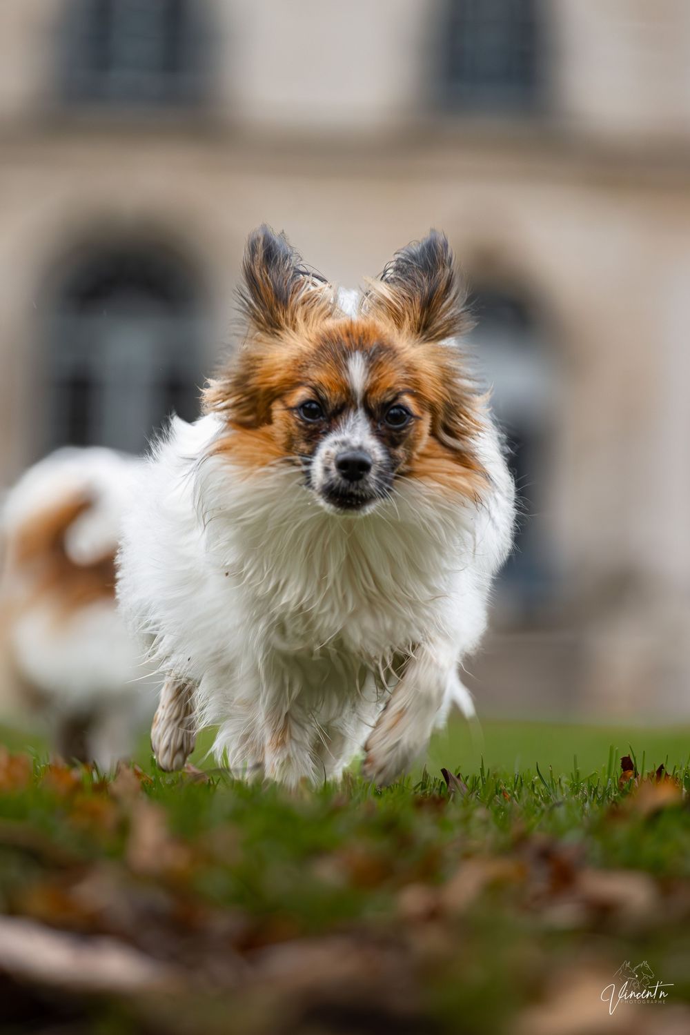 A fluffy Pomeranian dog runs playfully through grass, captured in a sequence of dynamic motion shots.