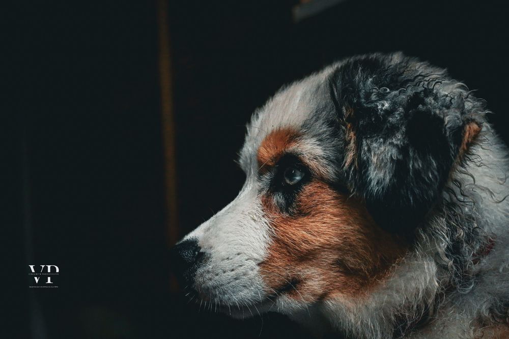 A brown and white dog looks to the side with a pensive expression against a dark background.
