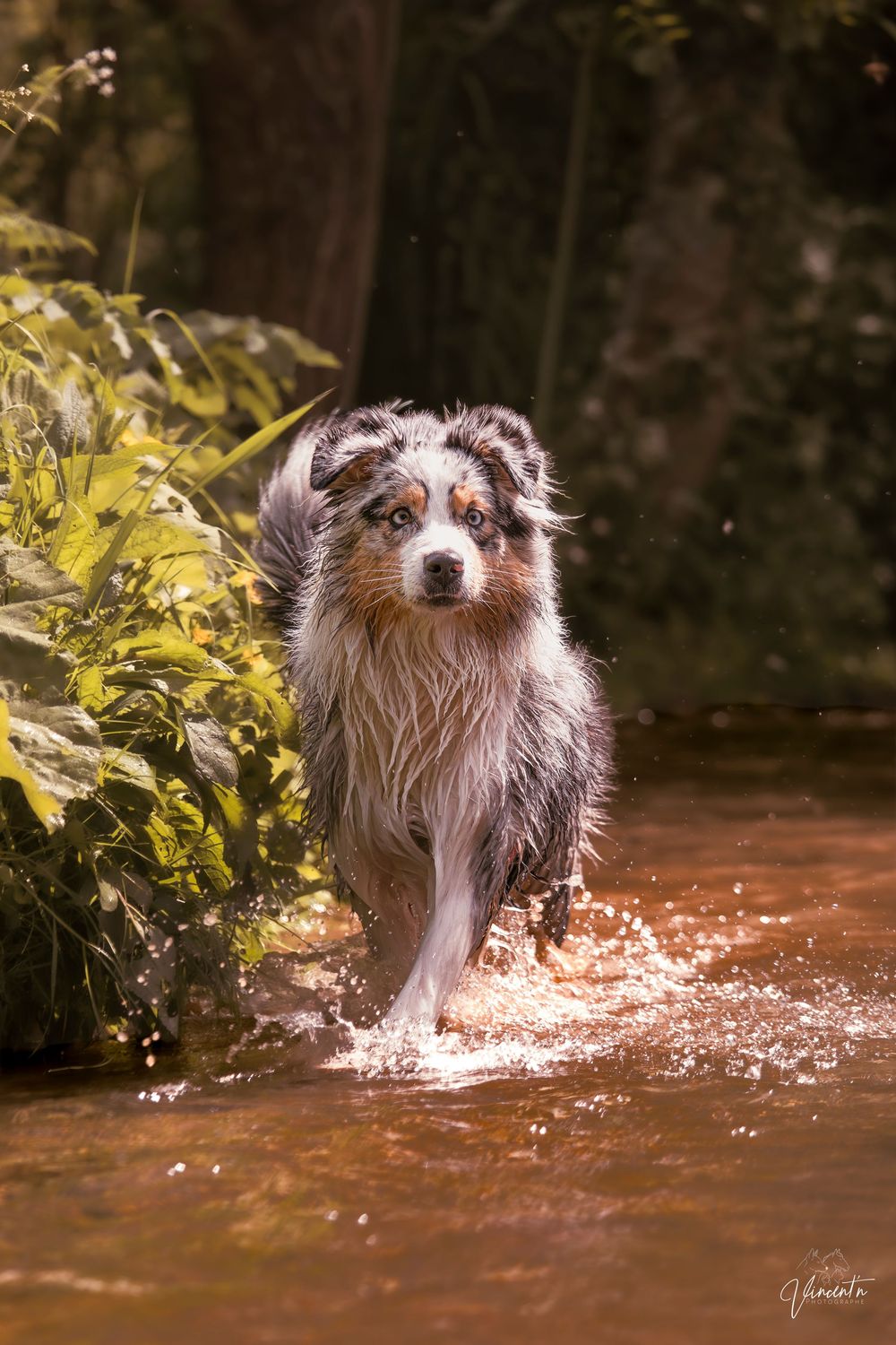 Wet Australian Shepherd dog running through a shallow creek surrounded by lush green forest vegetation.
