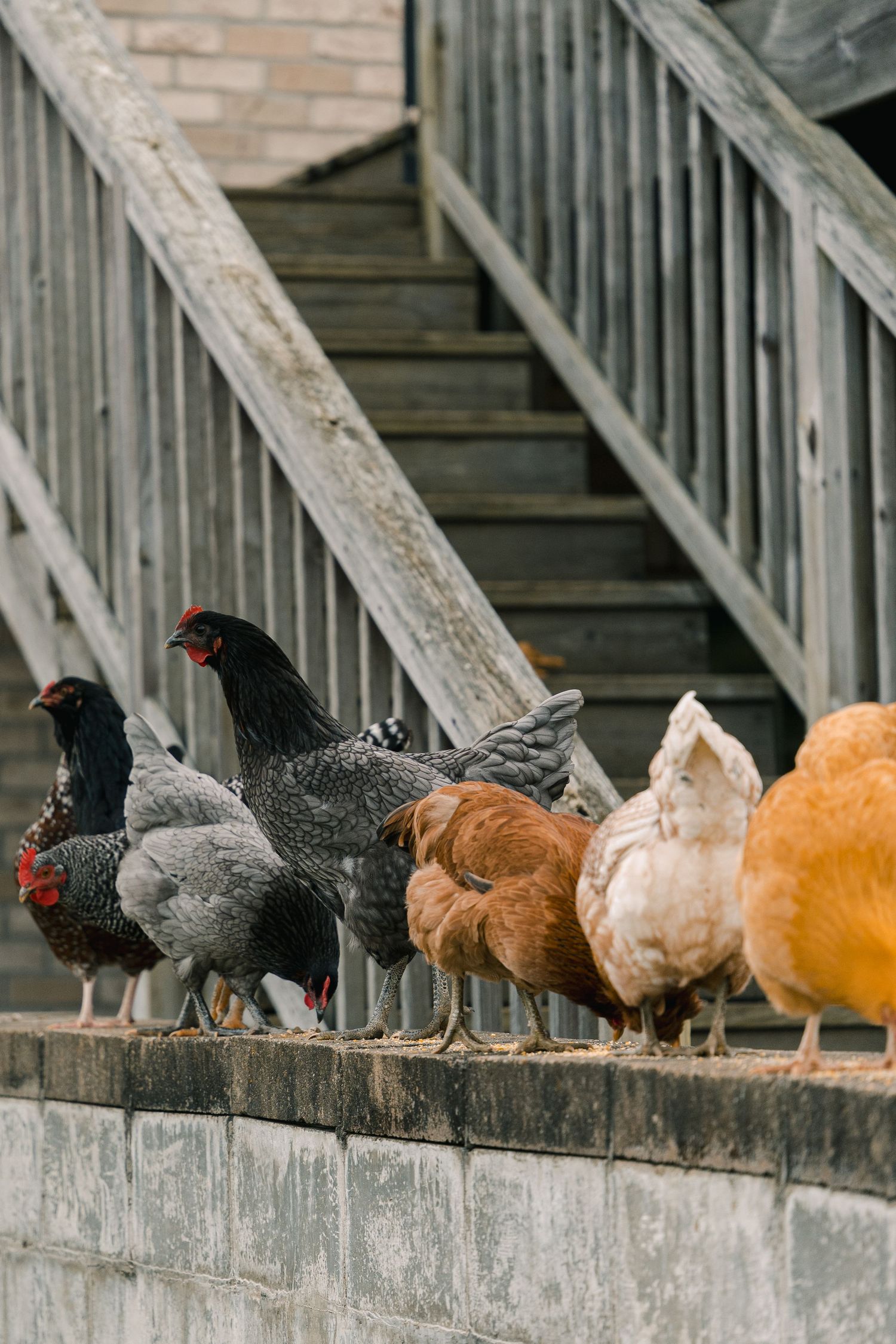 A row of multicolored chickens perched on a retaining wall