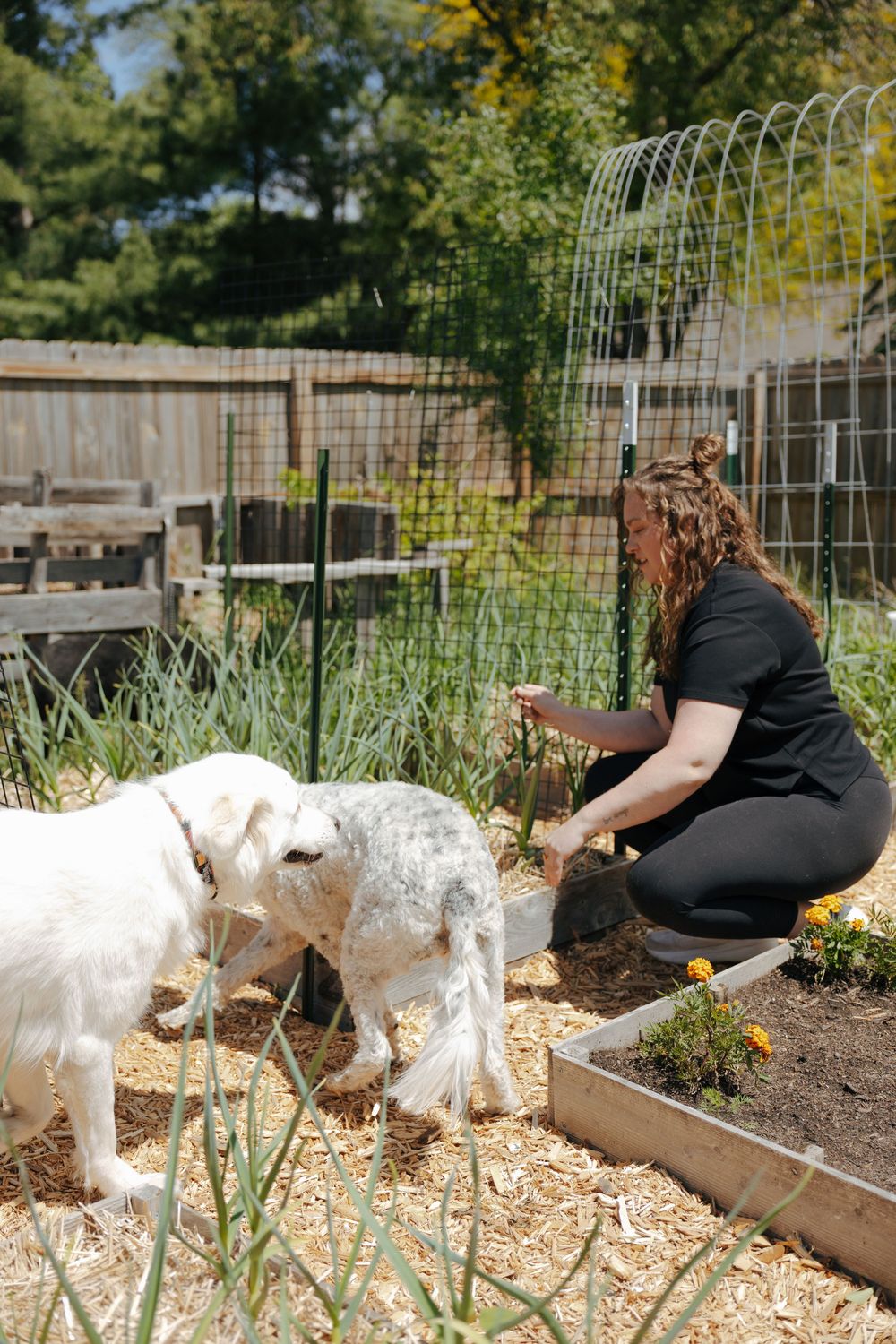 A series of white goats grazing in a garden with wood chips while someone tends to plants nearby.