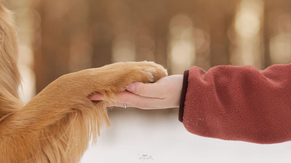 human-dog-photoshoot