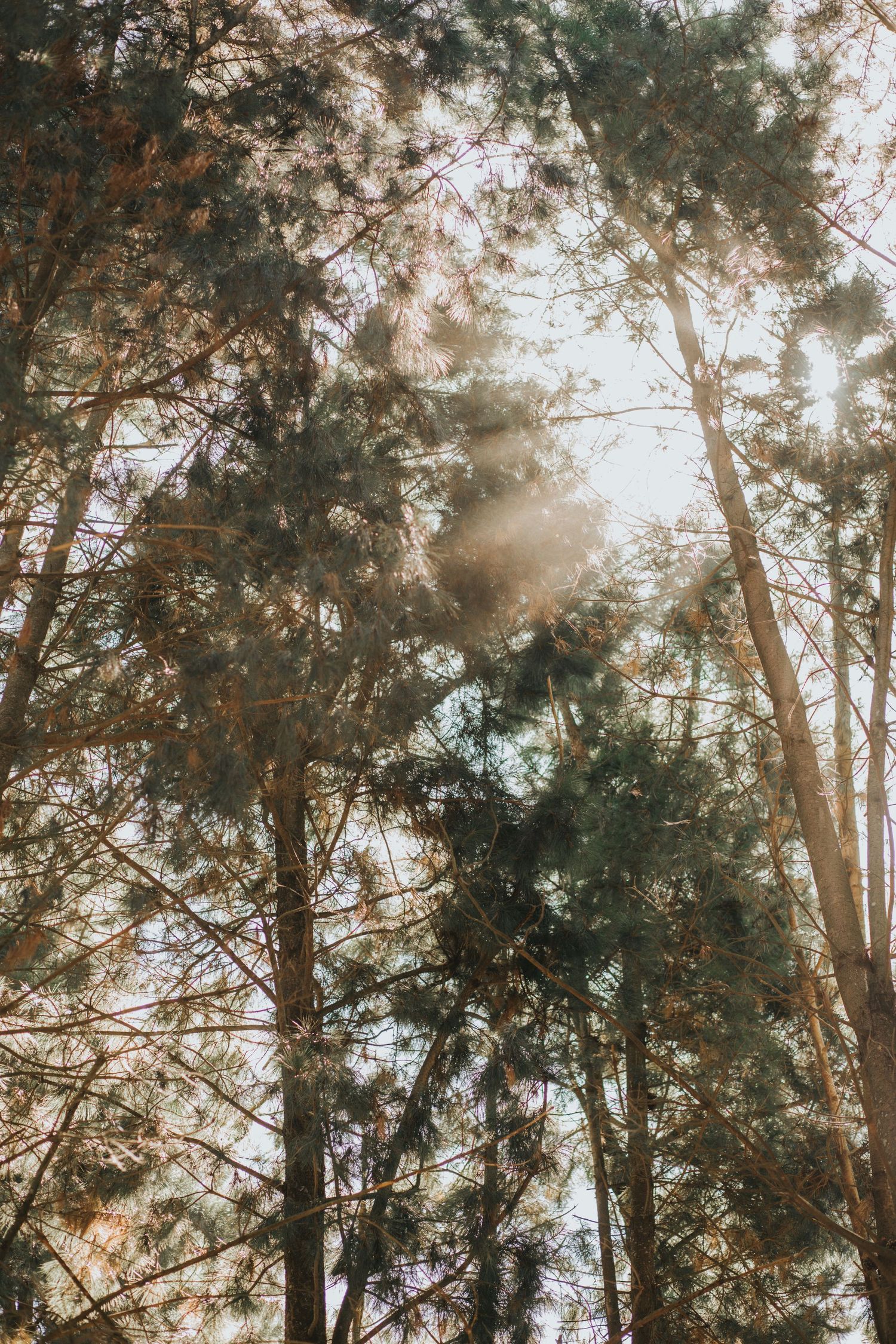 Sunlight filtering through tall pine trees in a forest creating a dreamy bokeh effect.